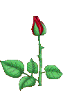 kwiaty2.gif