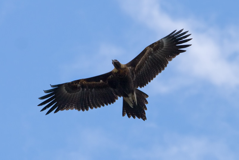 Wedge_tailed_eagle_in_flight04.jpg