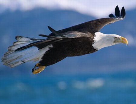 llano-bald-eagle.jpg