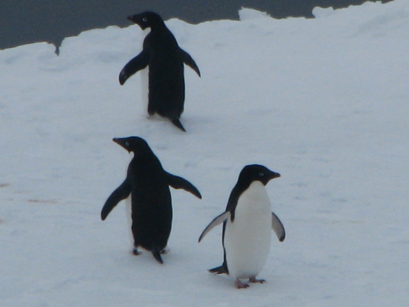 Adelie penguins 5.JPG
