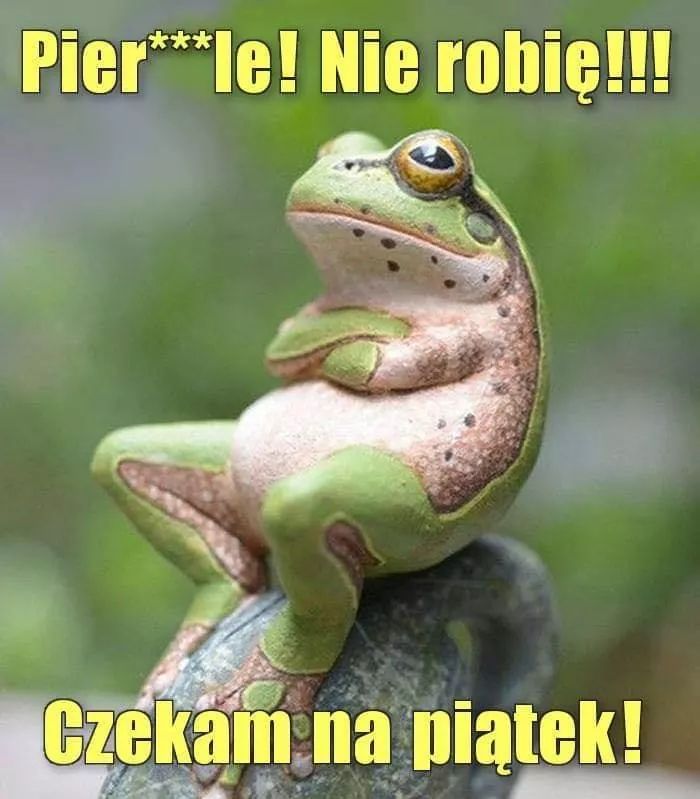 Żaba 2.jpg