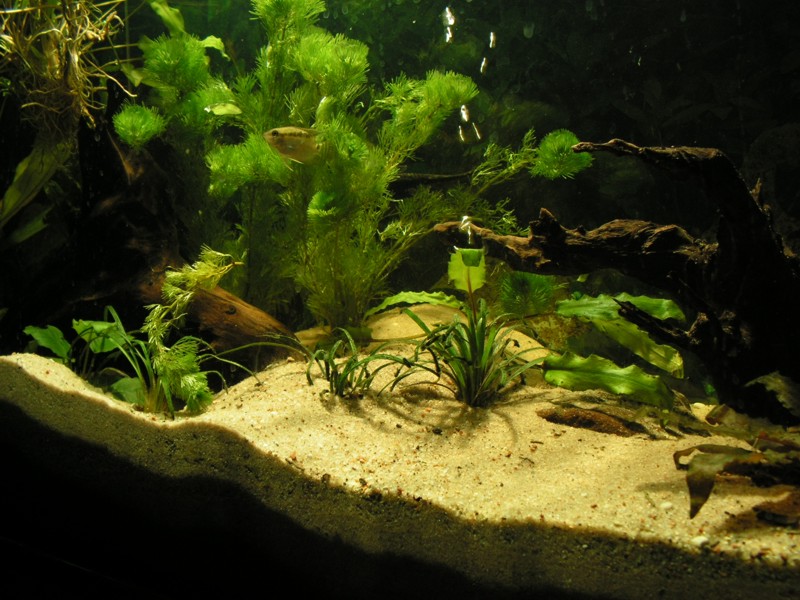 PICT0061.JPG