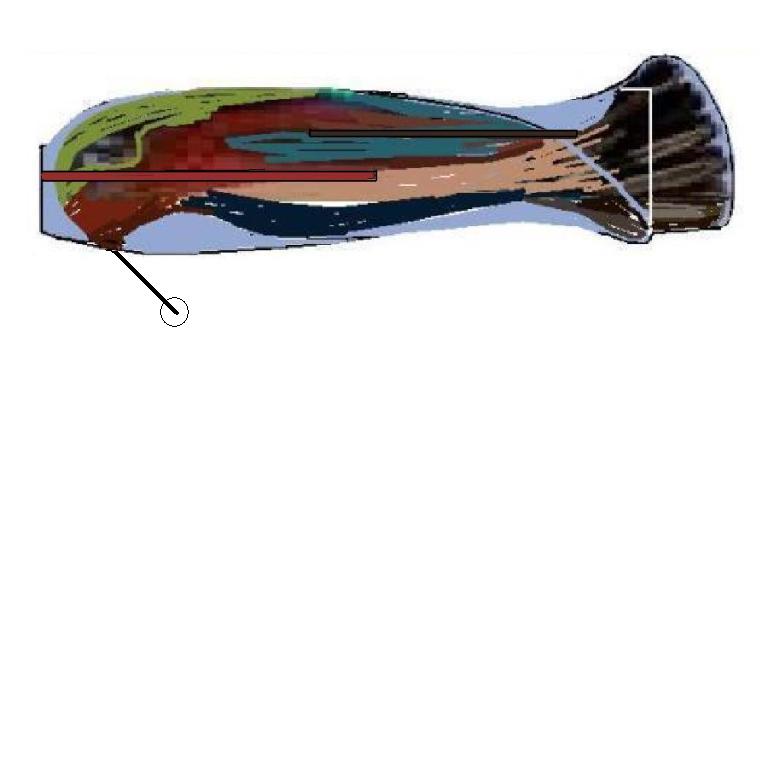 BOK Kolibra.JPG