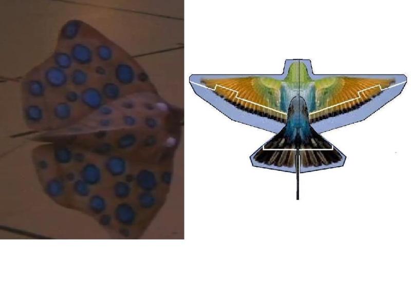 MANTA.JPG