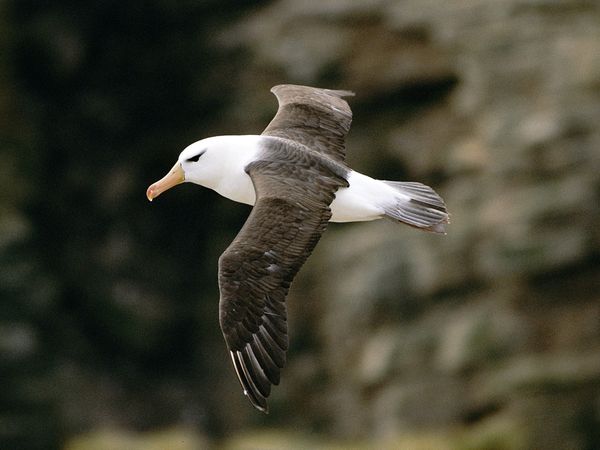 albatross.jpg