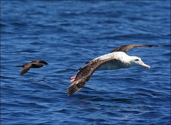 wandering_albatross_44101.jpg
